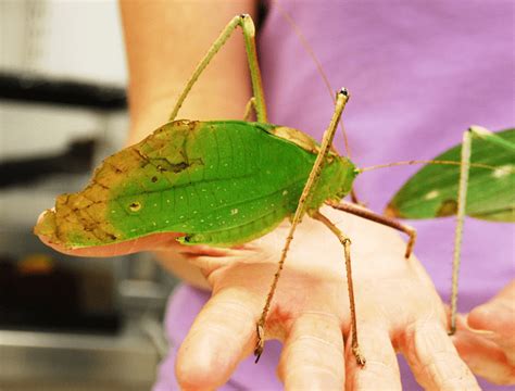 giant malaysian katydid|Giant Katydid l Breathtaking Variety